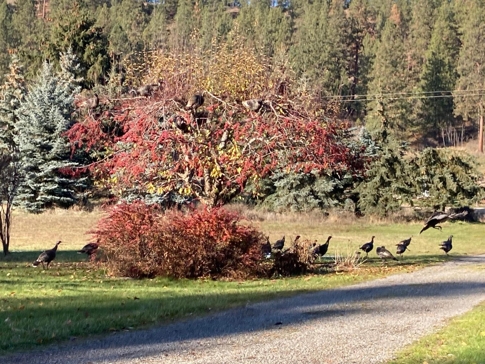 Hideaway Ranch Pensionat Bonners Ferry Exteriör bild